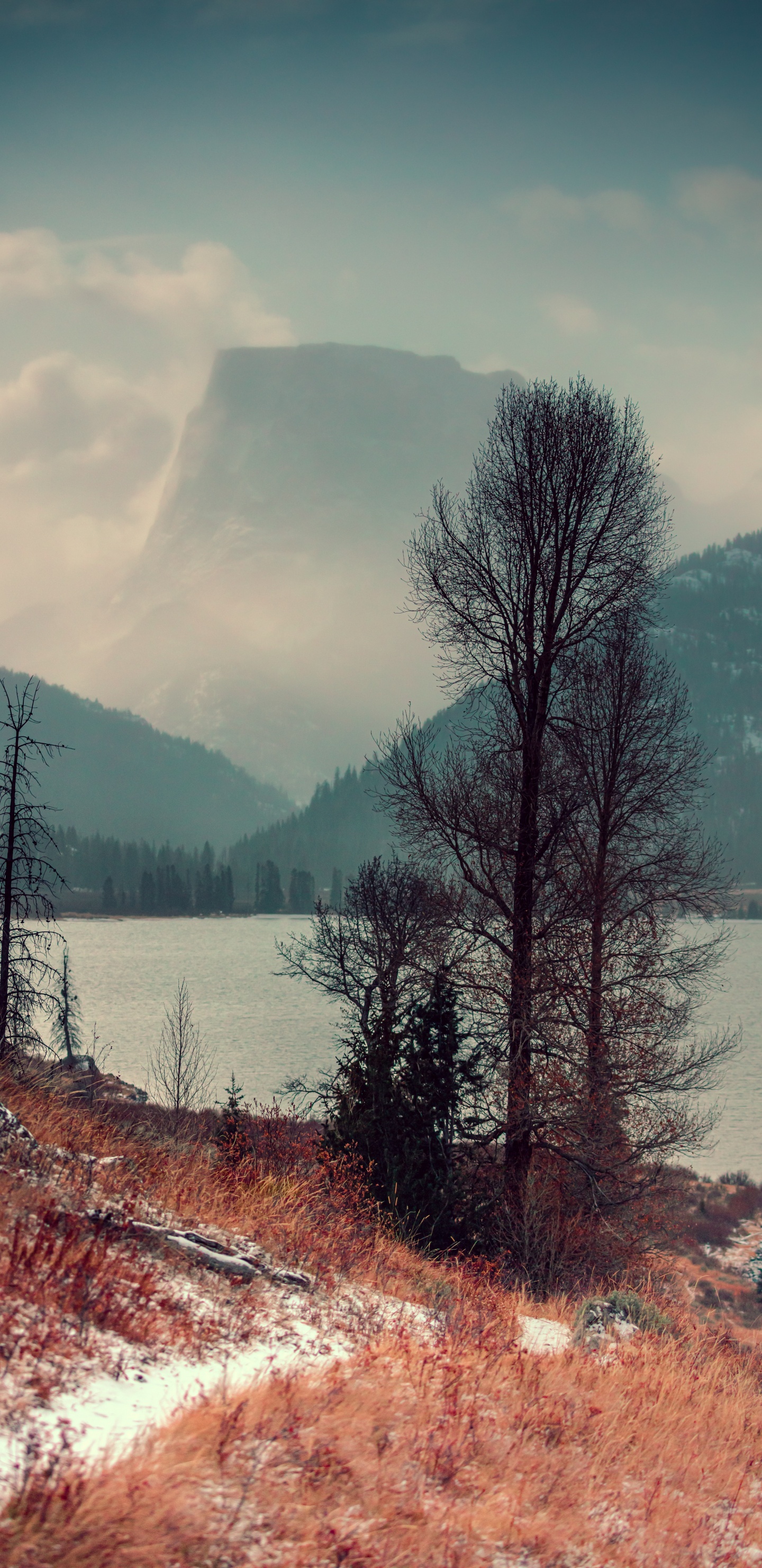 Обои природа, дерево, природный ландшафт, дикая местность, зима в разрешении 1440x2960