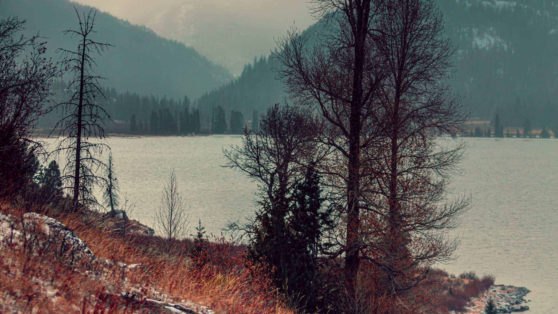 Обои природа, дерево, природный ландшафт, дикая местность, зима в разрешении 1920x1080