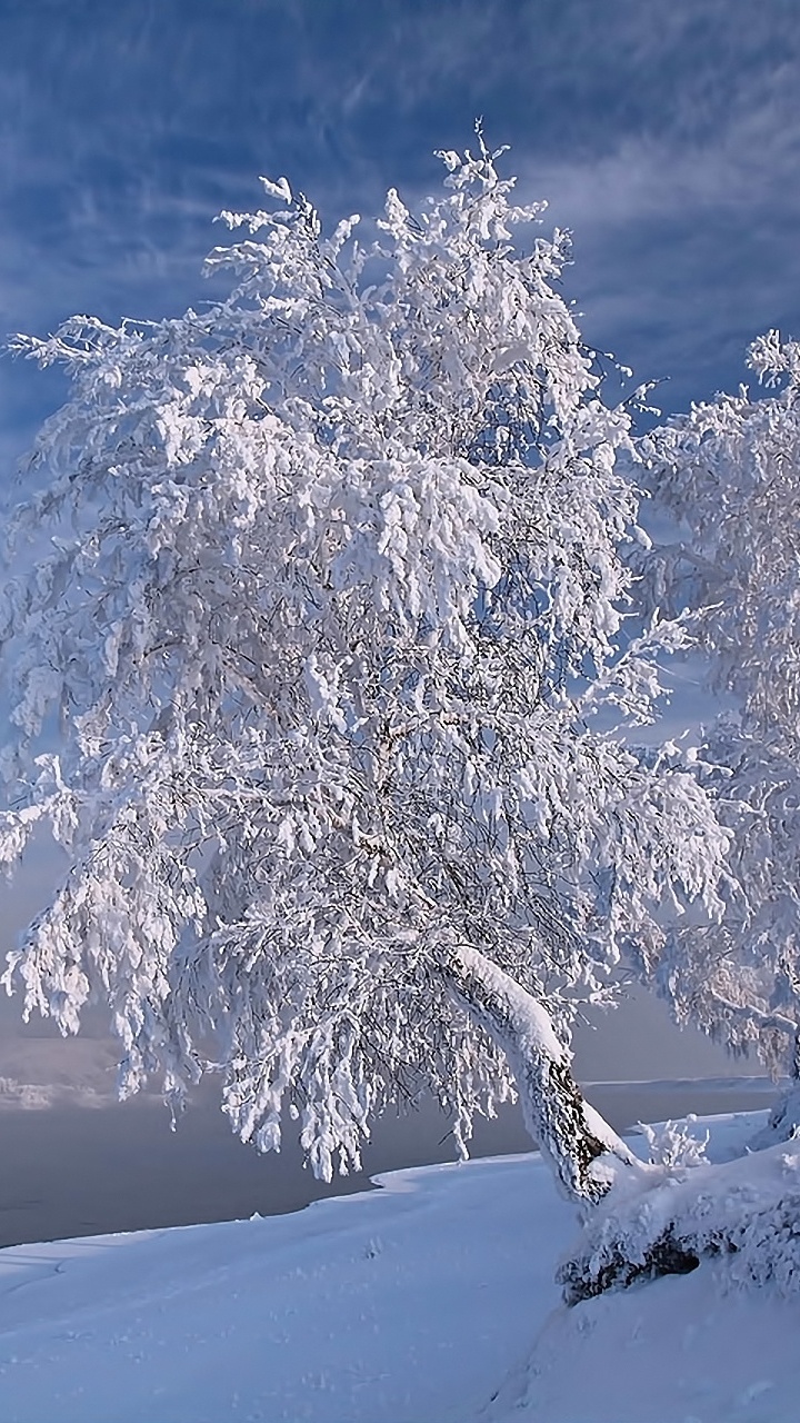 Обои зима, снег, мороз, дерево, замораживание в разрешении 720x1280