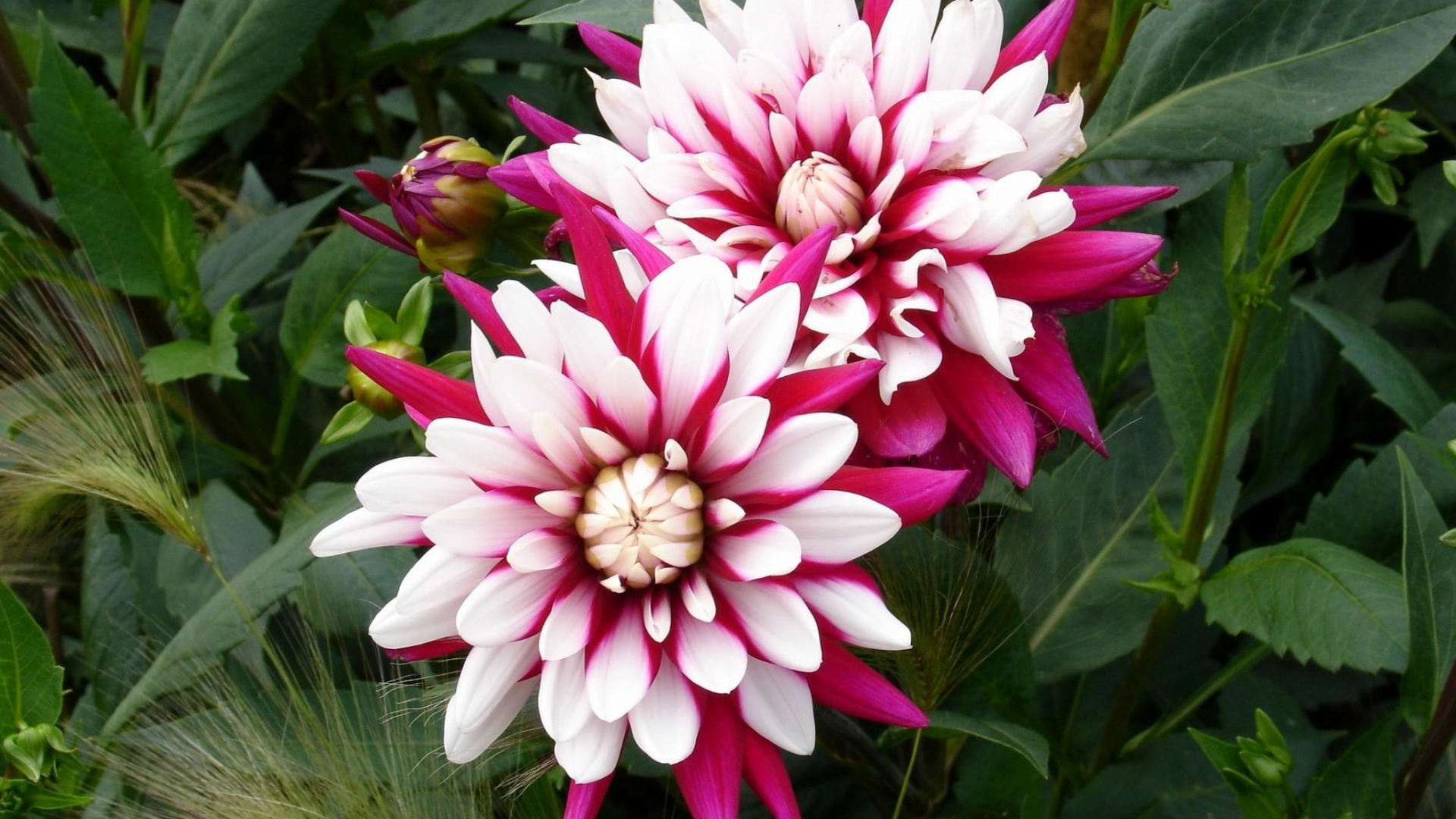 Обои цветковое растение, однолетнее растение, многолетнее растение, сад, Блум в разрешении 1920x1080