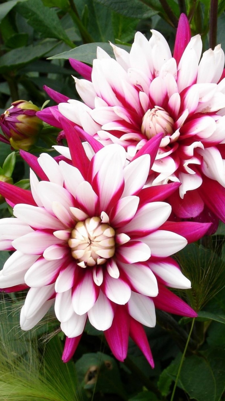 Обои цветковое растение, однолетнее растение, многолетнее растение, сад, Блум в разрешении 720x1280