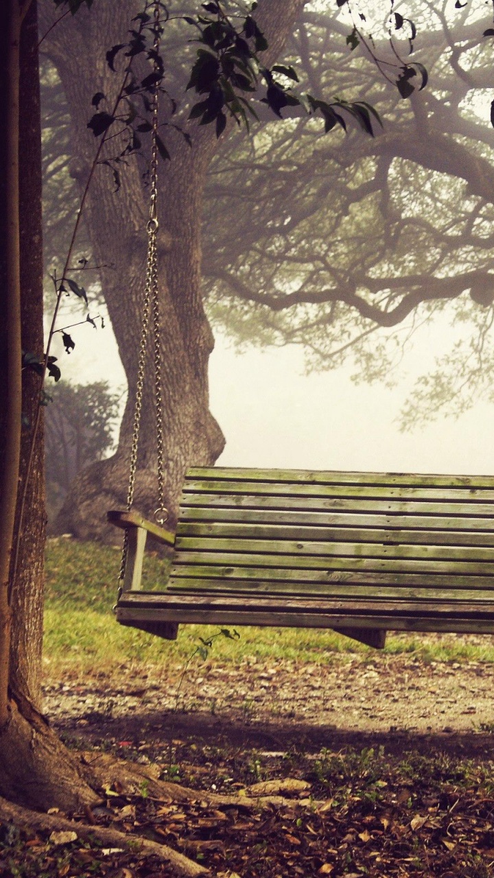 Обои дерево, природа, лесистая местность, древесные растения, завод в разрешении 720x1280