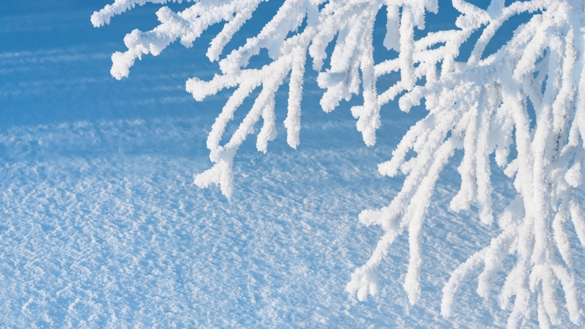 Обои снег, замораживание, мороз, зима, дерево в разрешении 1920x1080