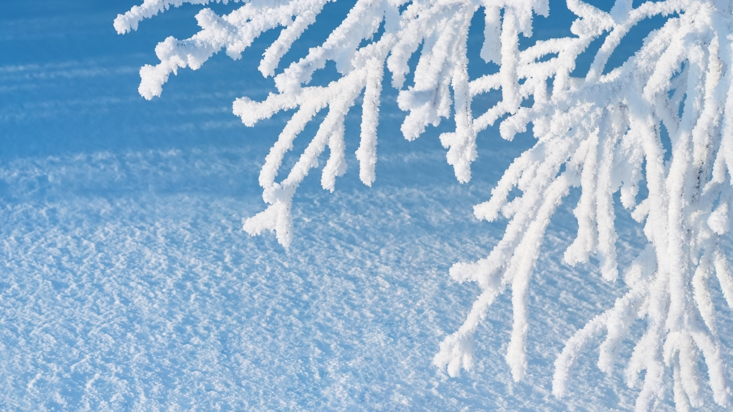 Обои снег, замораживание, мороз, зима, дерево в разрешении 2560x1440