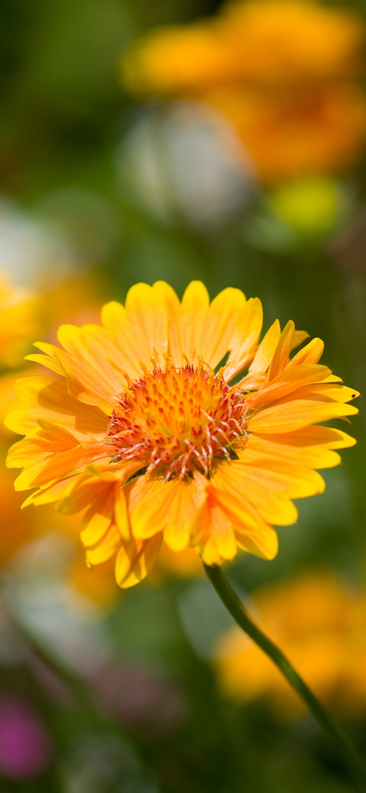 Обои цветок, цветковое растение, растение, лепесток, желтый в разрешении 1242x2688