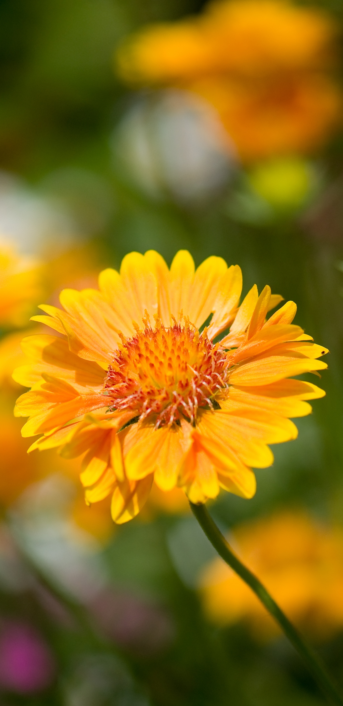 Обои цветок, цветковое растение, растение, лепесток, желтый в разрешении 1440x2960