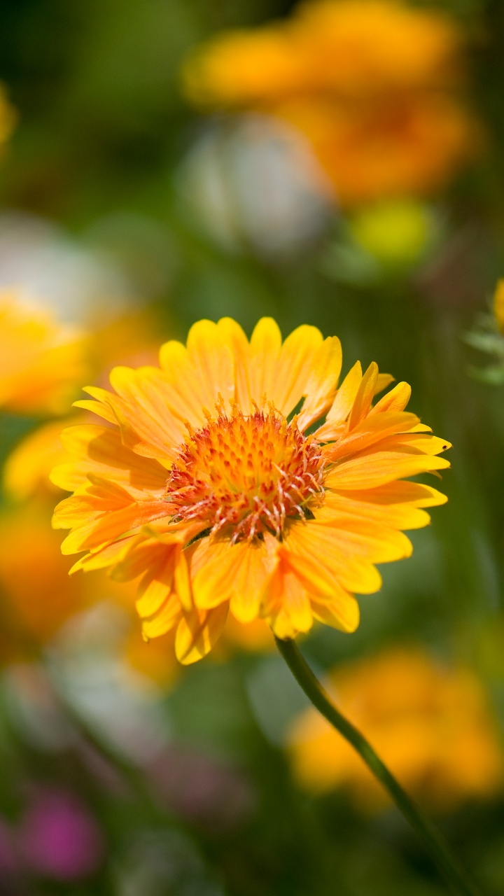 Обои цветок, цветковое растение, растение, лепесток, желтый в разрешении 720x1280