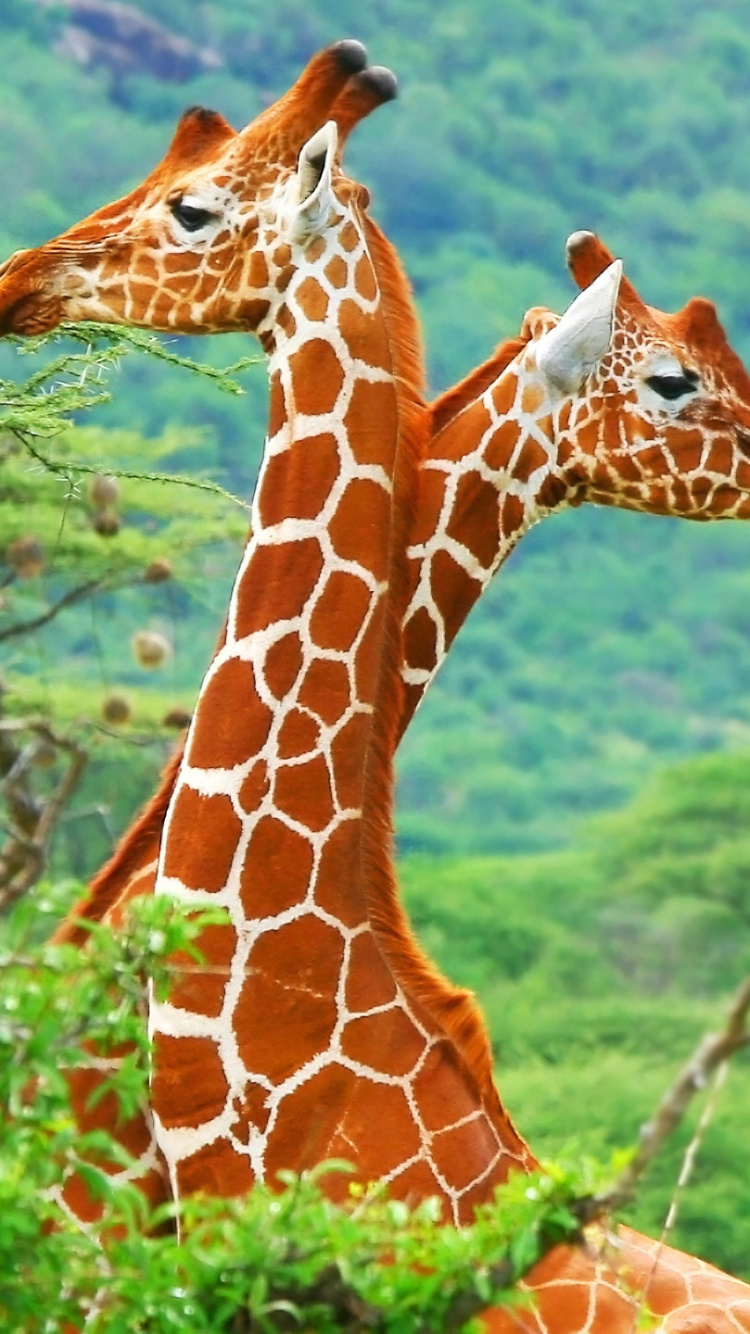 Обои Жираф, жирафовые, наземные животные, живая природа, животное в разрешении 750x1334