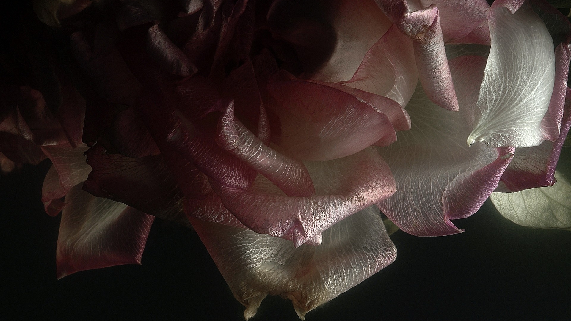 Обои Роза, розовый, лепесток, растение, мизинец в разрешении 1920x1080