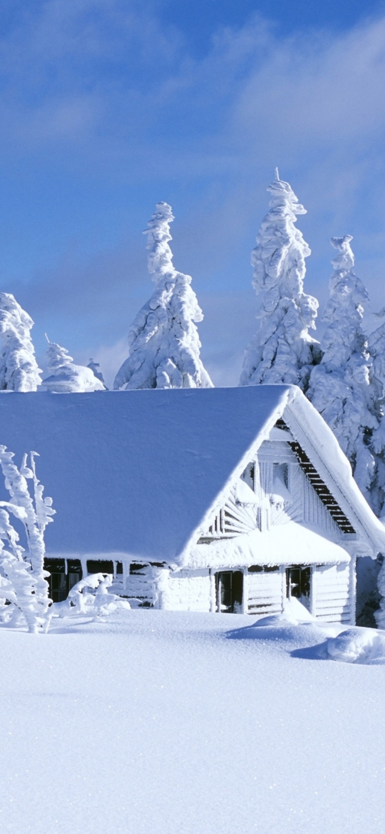 Обои снег, зима, замораживание, мороз, дерево в разрешении 1242x2688