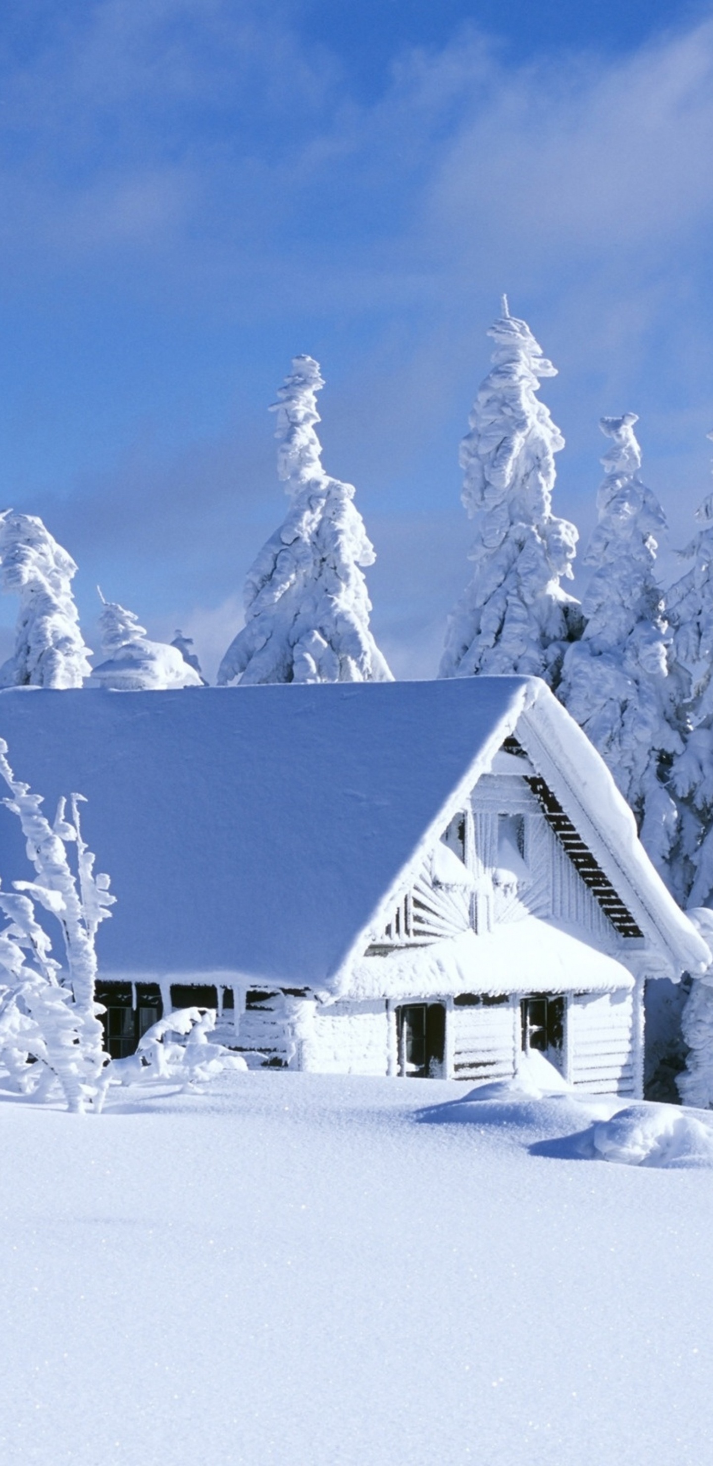 Обои снег, зима, замораживание, мороз, дерево в разрешении 1440x2960