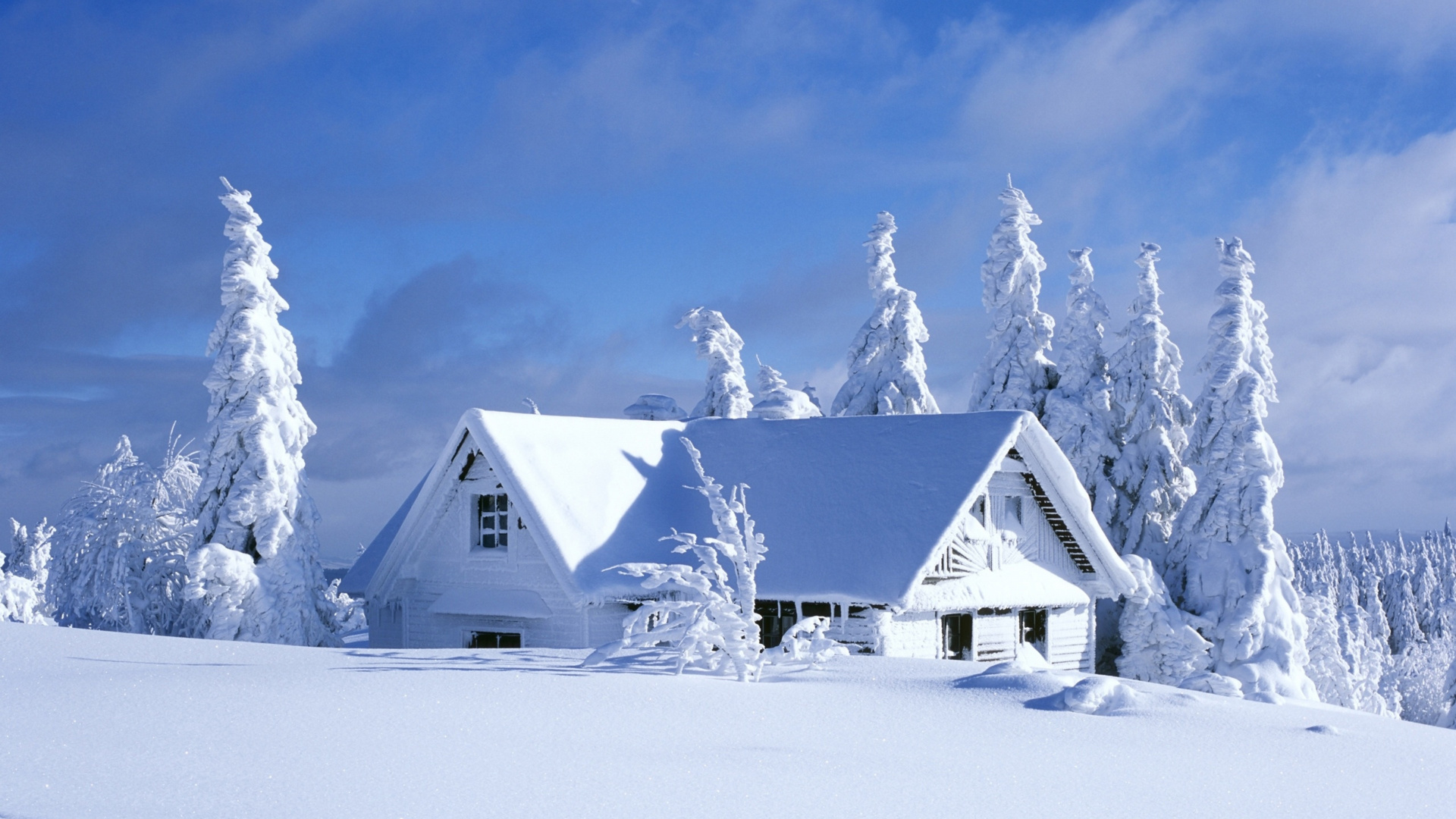 Обои снег, зима, замораживание, мороз, дерево в разрешении 1920x1080