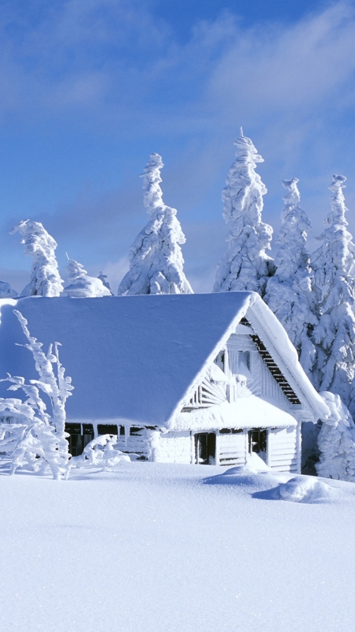 Обои снег, зима, замораживание, мороз, дерево в разрешении 720x1280