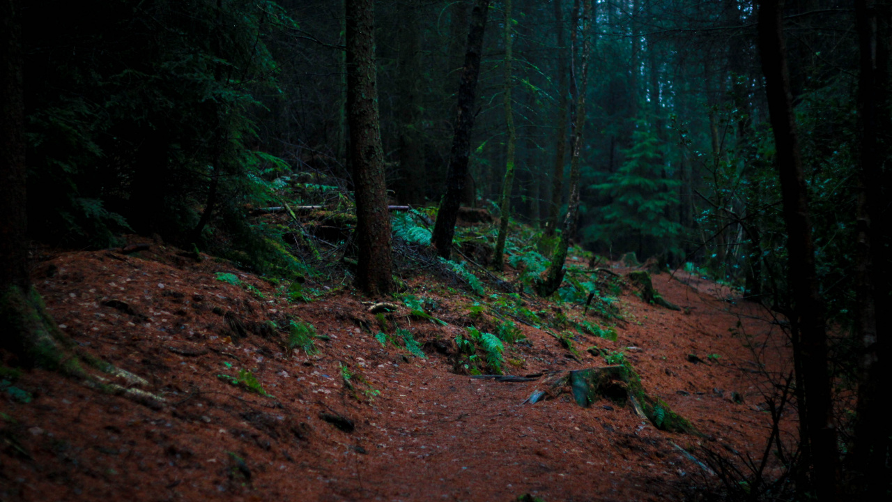 Обои природа, дерево, лес, лесистая местность, зеленый в разрешении 1280x720