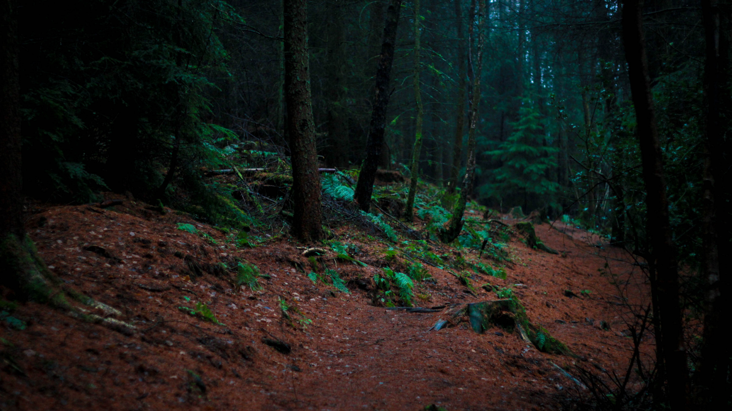 Обои природа, дерево, лес, лесистая местность, зеленый в разрешении 2560x1440