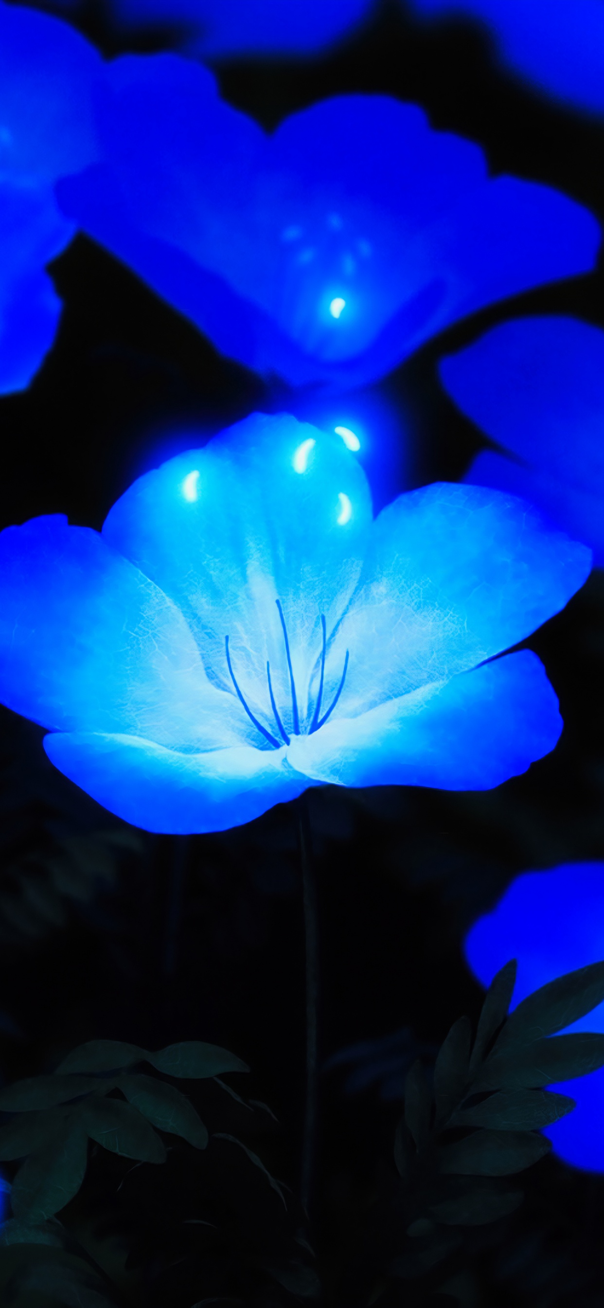 Обои светящиеся синие цветы, цветок, синий, растение, лазурный в разрешении 1242x2688