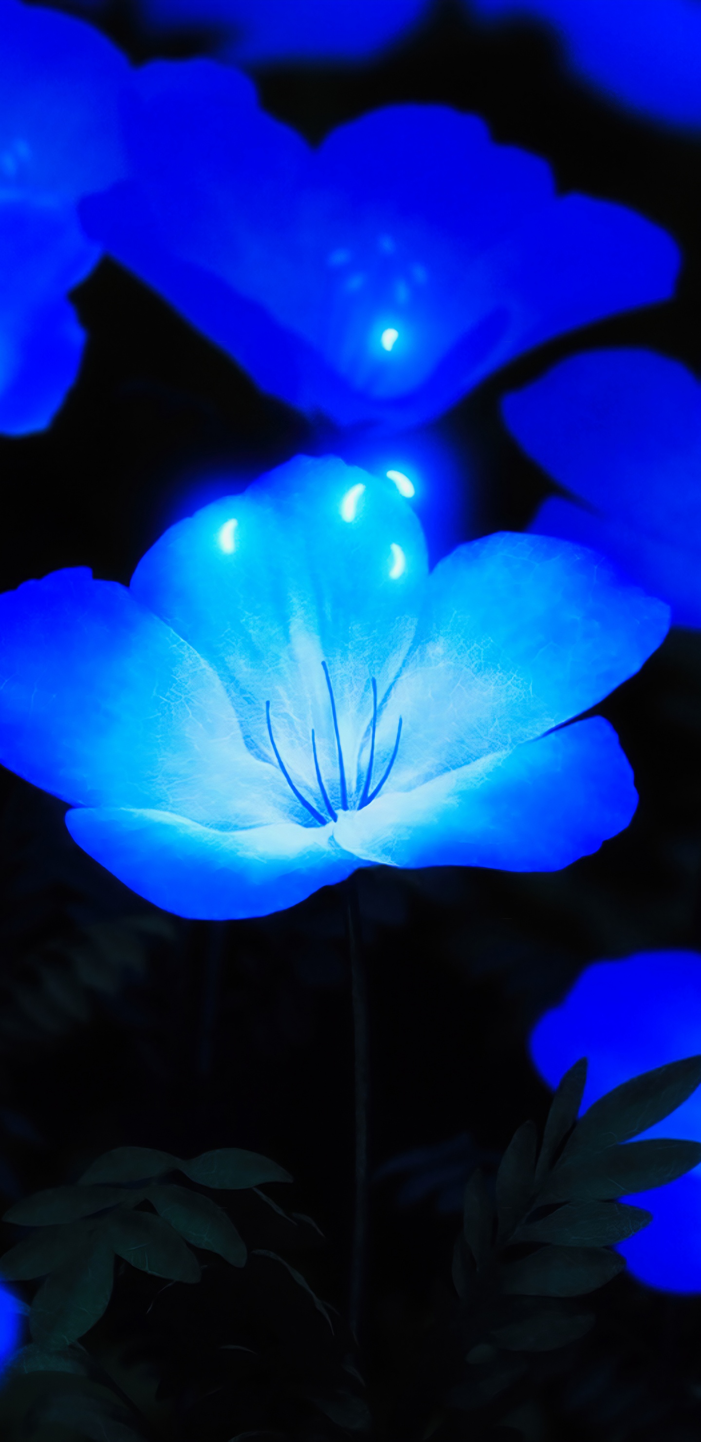 Обои светящиеся синие цветы, цветок, синий, растение, лазурный в разрешении 1440x2960