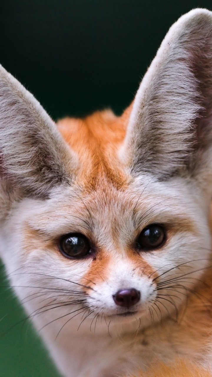 Обои фенек, лиса, Псовые, живая природа, рыжая лисица в разрешении 720x1280