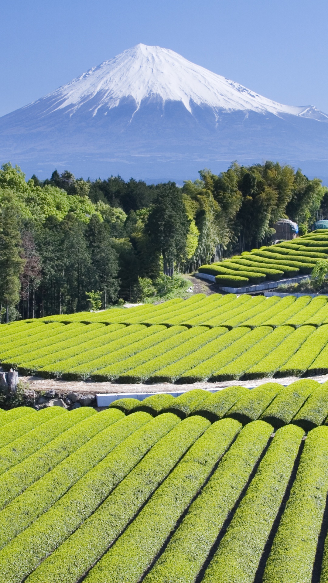Обои чай, гора Фудзи, нагорье, плантация, горная станция в разрешении 1080x1920