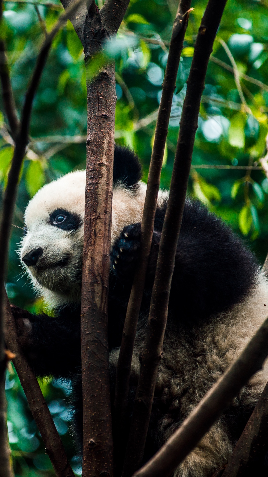 Обои гигантская панда, природный заповедник, джунгли, наземные животные, живая природа в разрешении 1080x1920