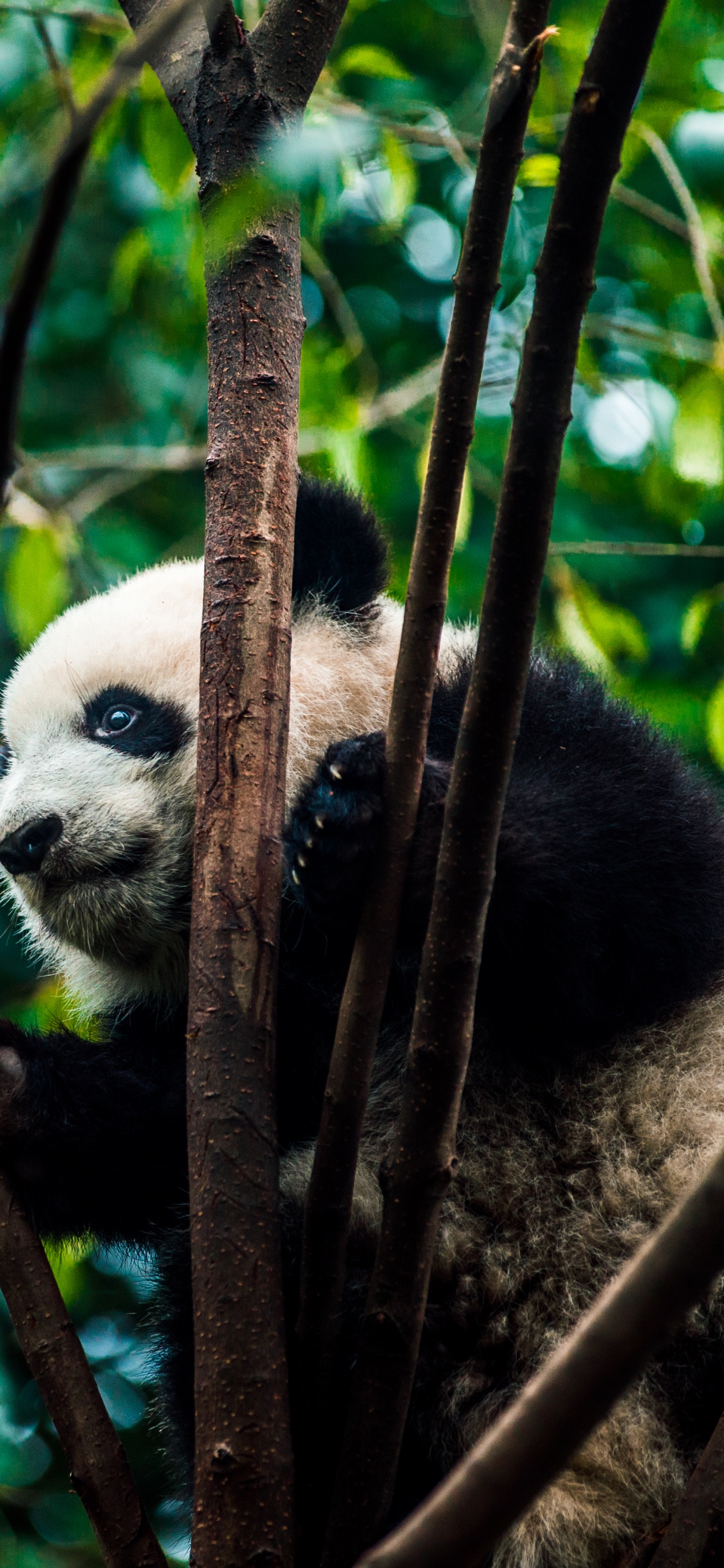 Обои гигантская панда, природный заповедник, джунгли, наземные животные, живая природа в разрешении 1125x2436