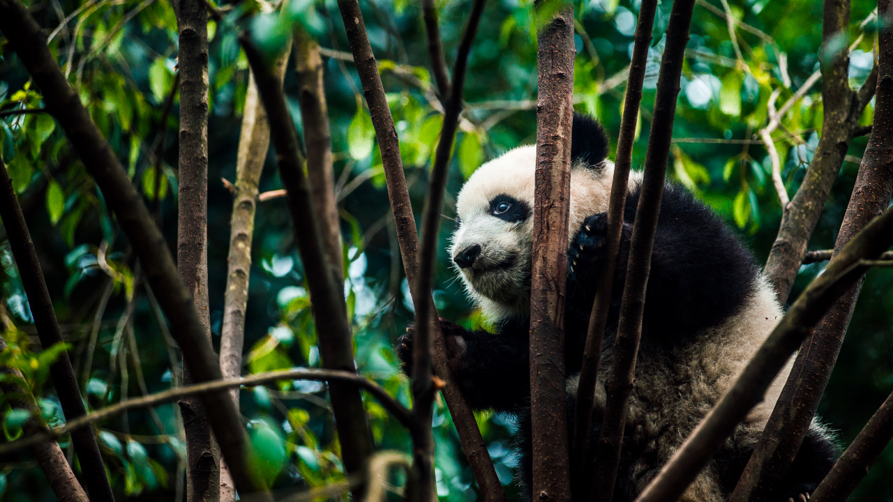 Обои гигантская панда, природный заповедник, джунгли, наземные животные, живая природа в разрешении 1280x720