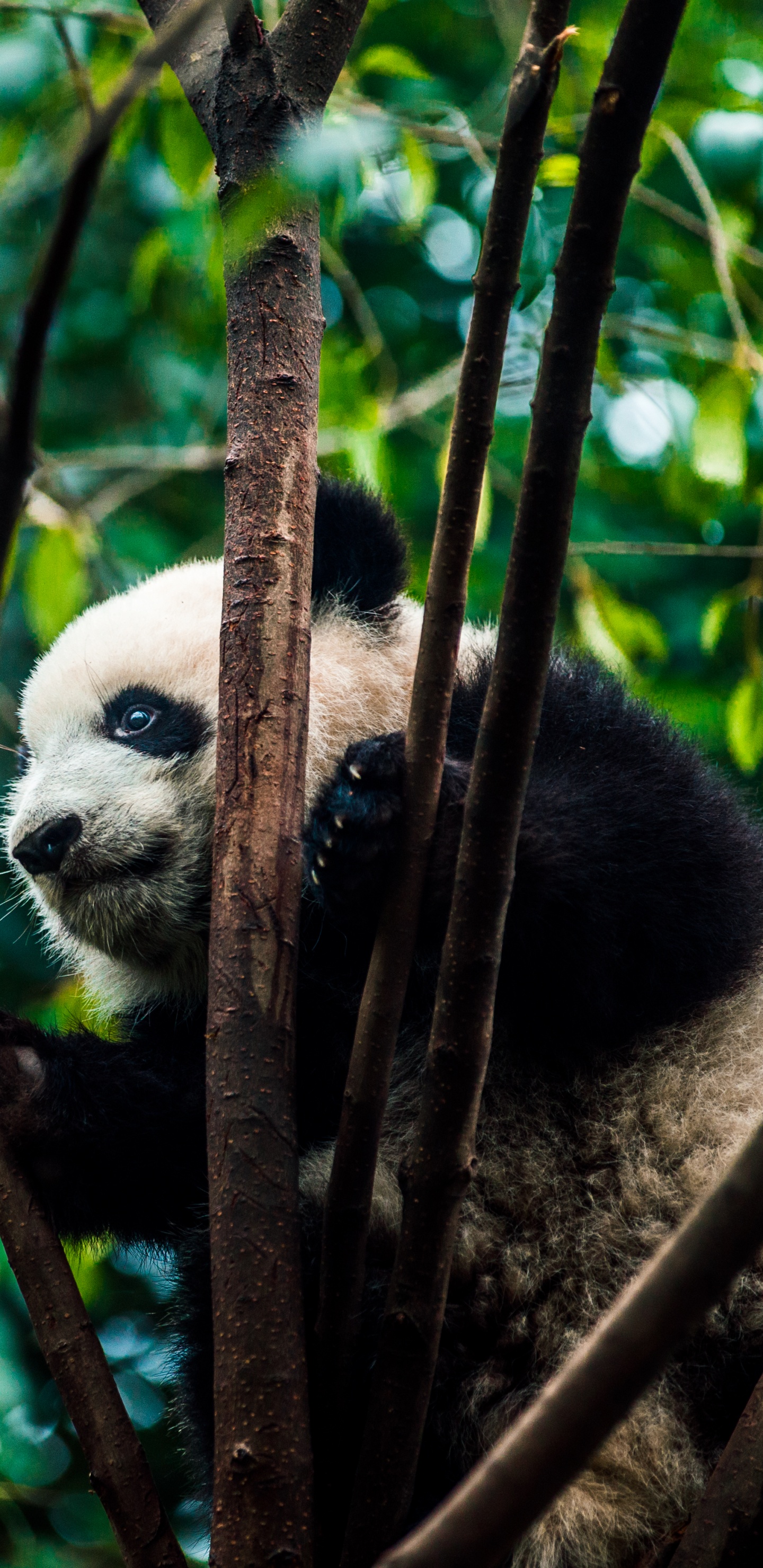 Обои гигантская панда, природный заповедник, джунгли, наземные животные, живая природа в разрешении 1440x2960