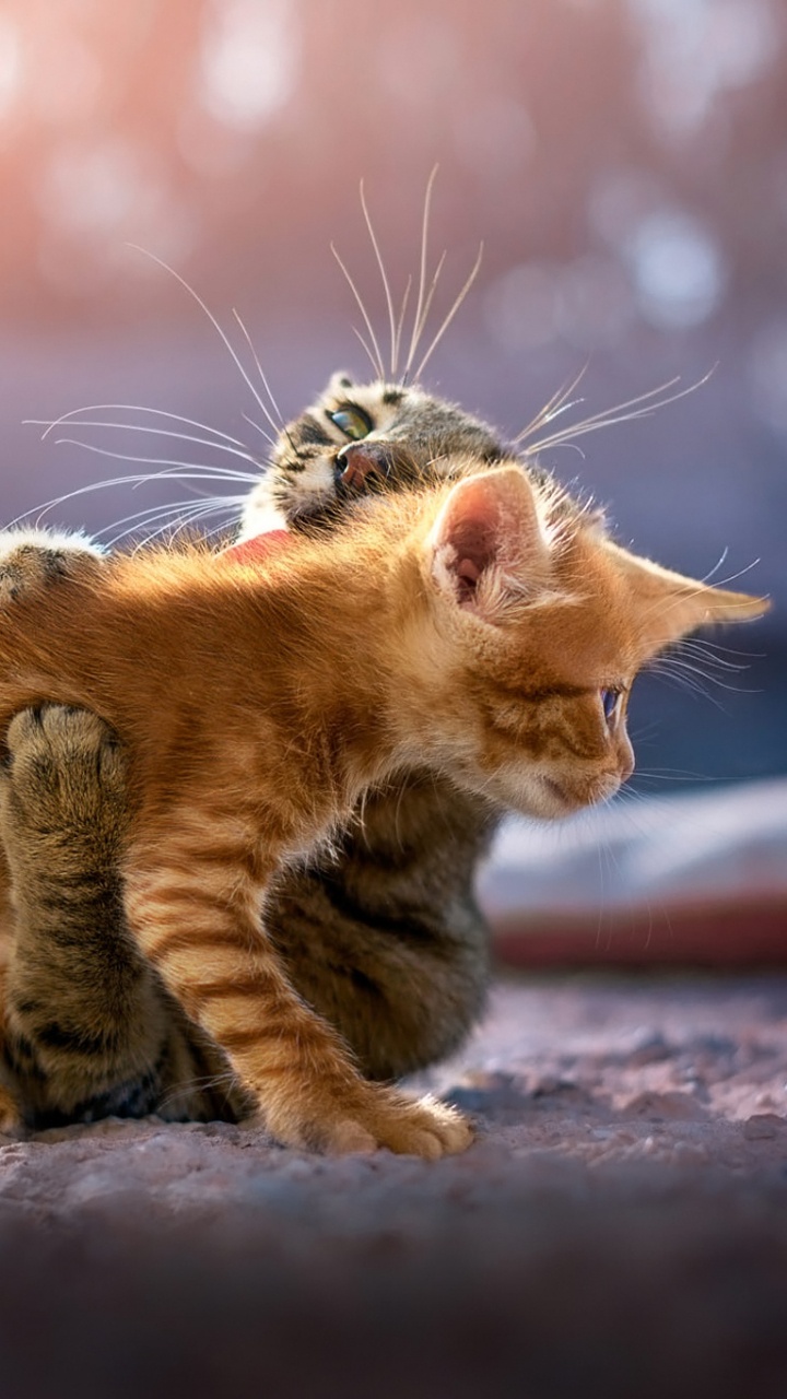 Обои котенок, кошачьих, кот, бакенбарды, полосатый кот в разрешении 720x1280