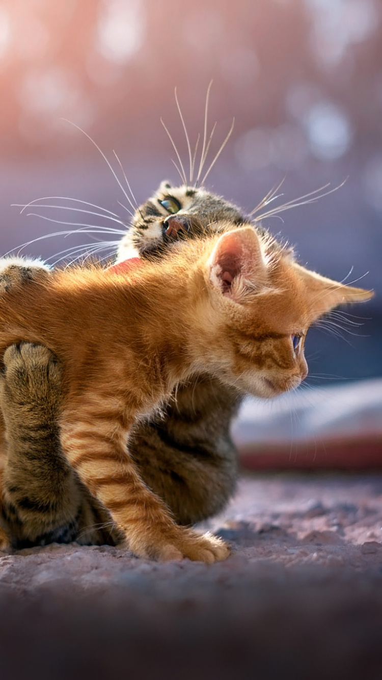 Обои котенок, кошачьих, кот, бакенбарды, полосатый кот в разрешении 750x1334