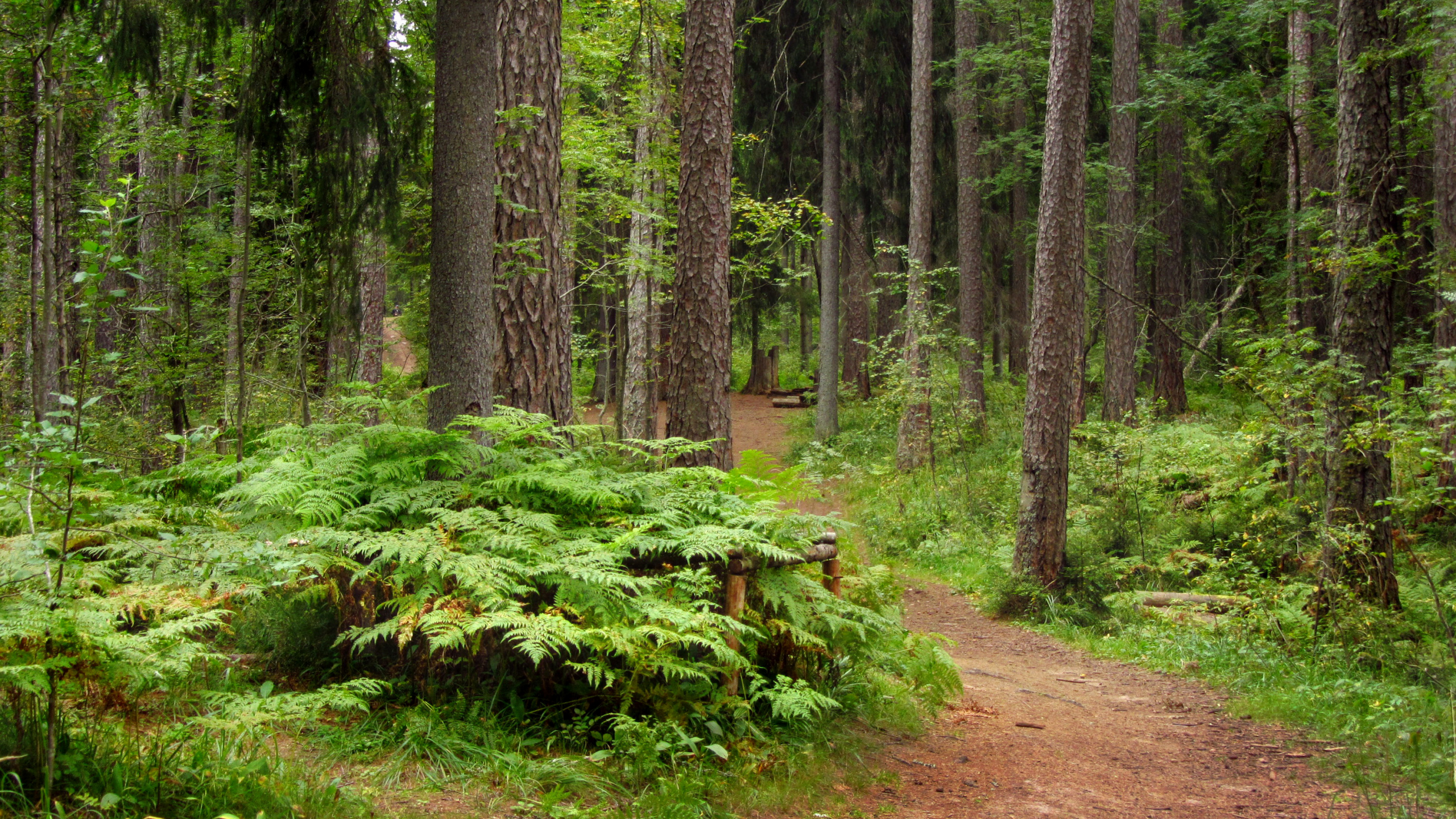 Обои природа, лес, дерево, лесистая местность, растительность в разрешении 2560x1440