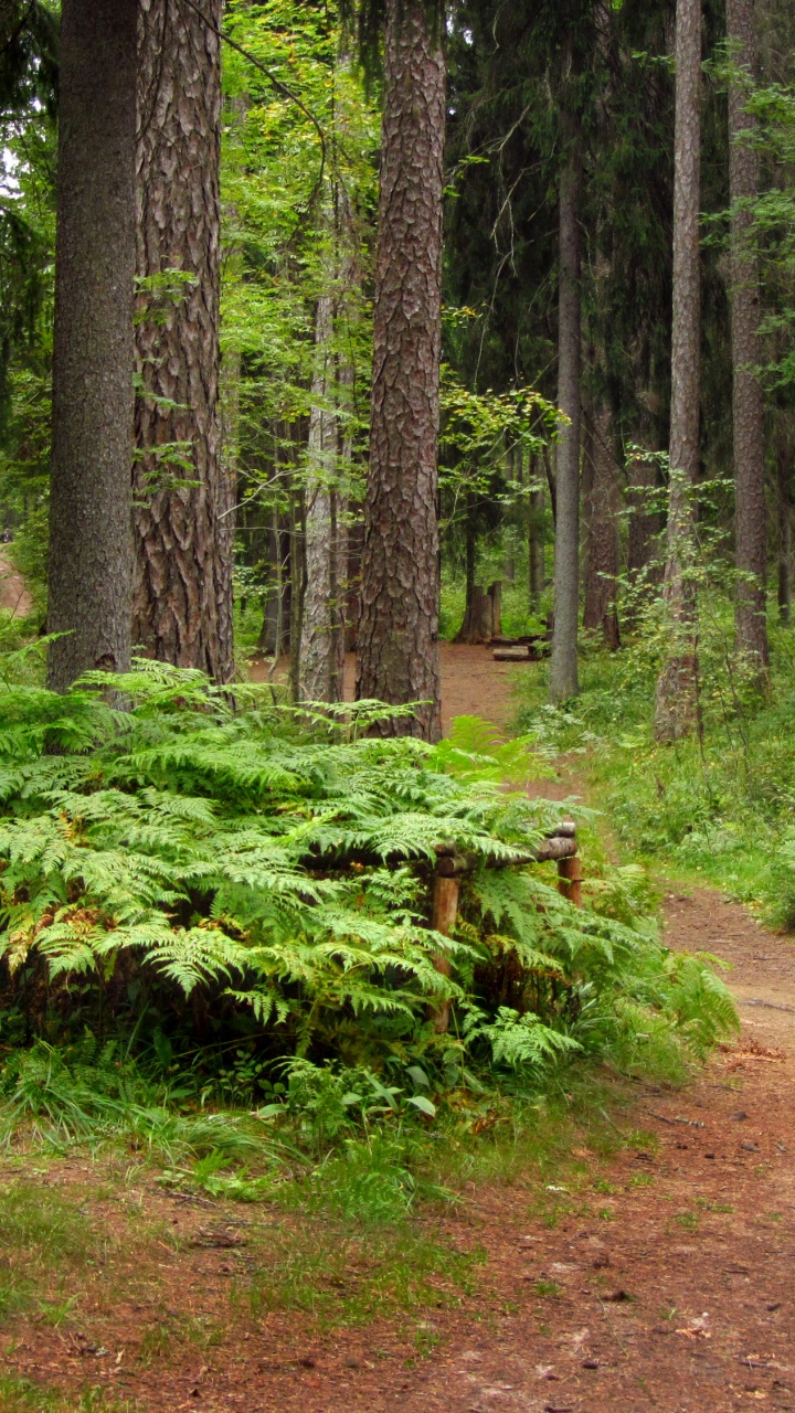 Обои природа, лес, дерево, лесистая местность, растительность в разрешении 720x1280