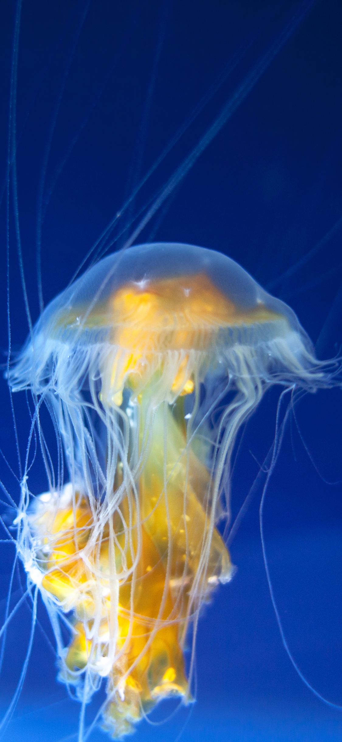 Обои беспозвоночных, Медуза, cnidaria, морские беспозвоночные, биолюминесценция в разрешении 1125x2436