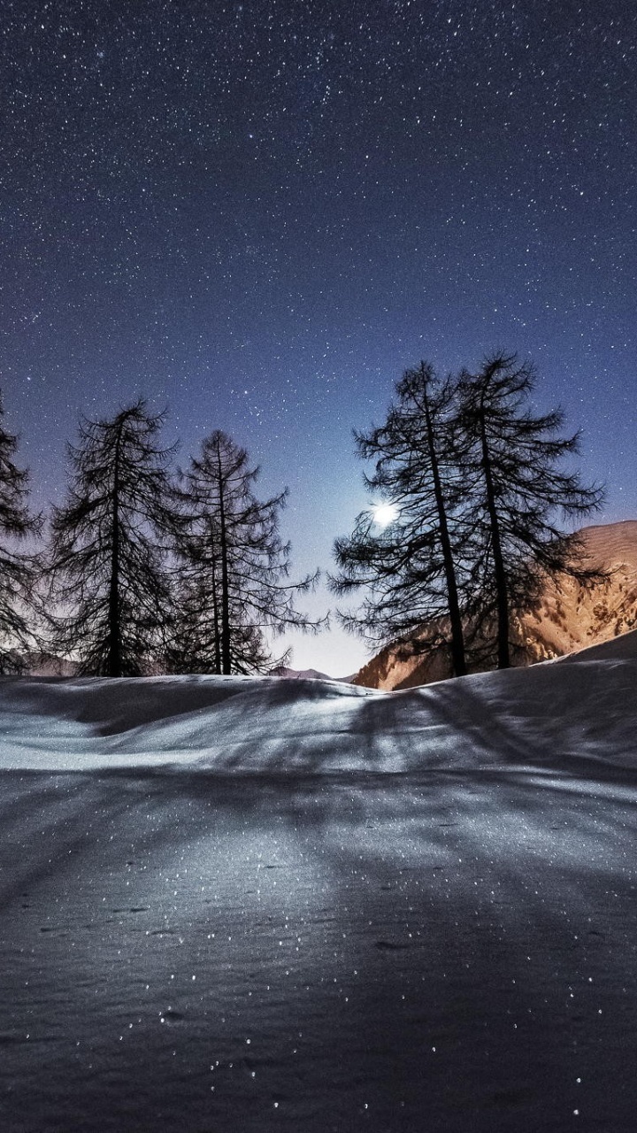 Обои снег, ночь, природа, зима, дерево в разрешении 720x1280