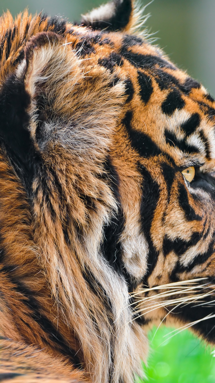 Обои дикое животное, Амурский тигр, волосы, голова, бенгальский тигр в разрешении 750x1334