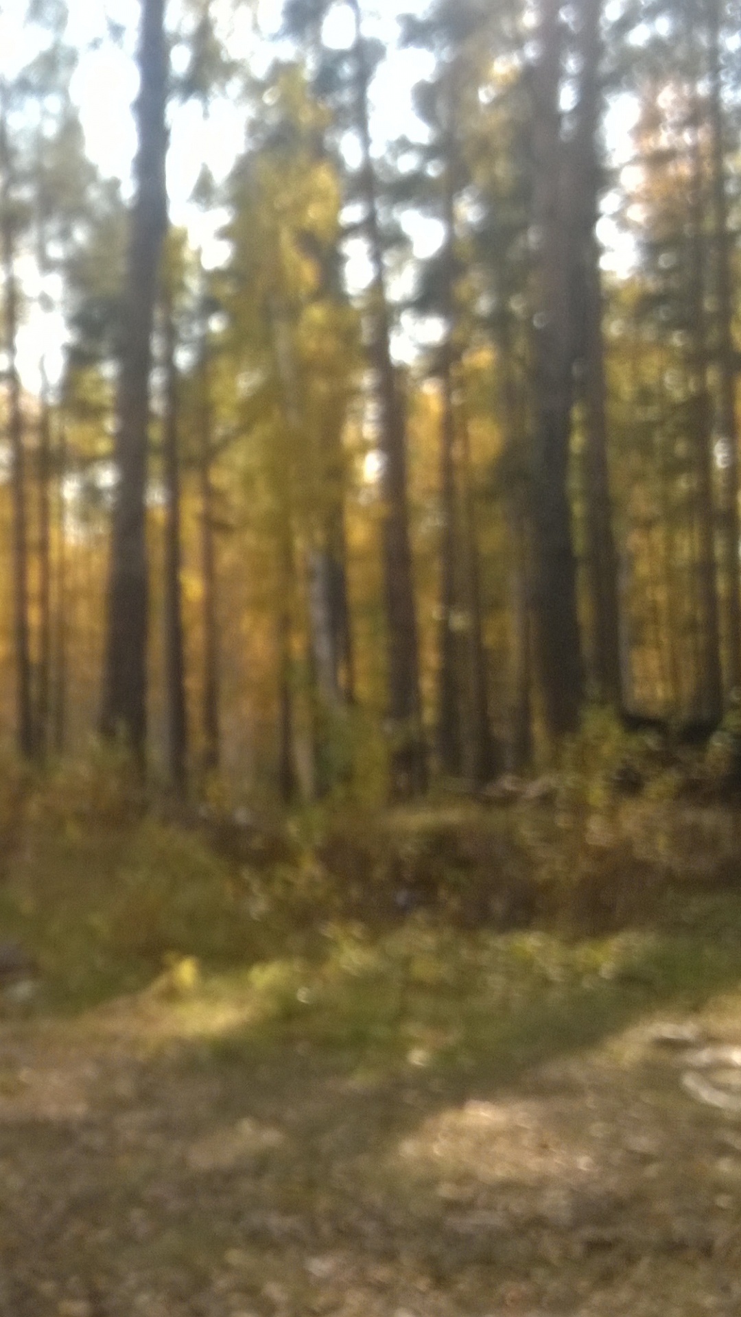 Обои лесистая местность, дерево, лес, старовозрастные леса, путь в разрешении 1080x1920