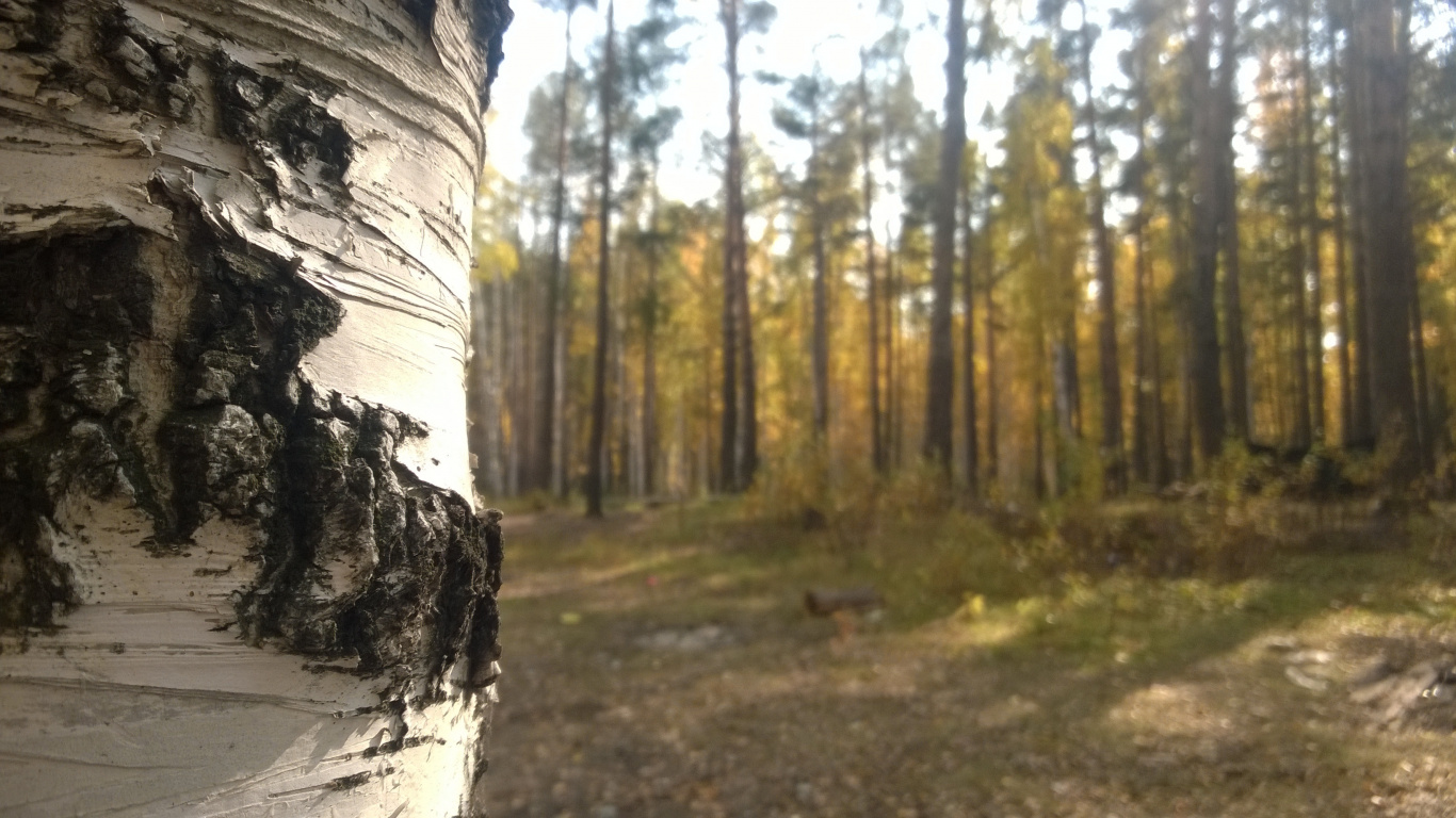 Обои лесистая местность, дерево, лес, старовозрастные леса, путь в разрешении 1366x768