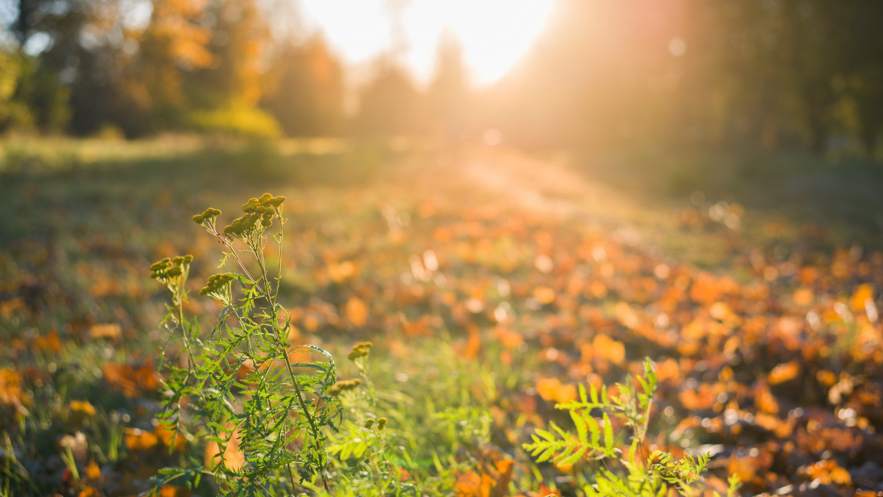 Обои природа, лист, солнечный свет, растительность, утро в разрешении 1280x720