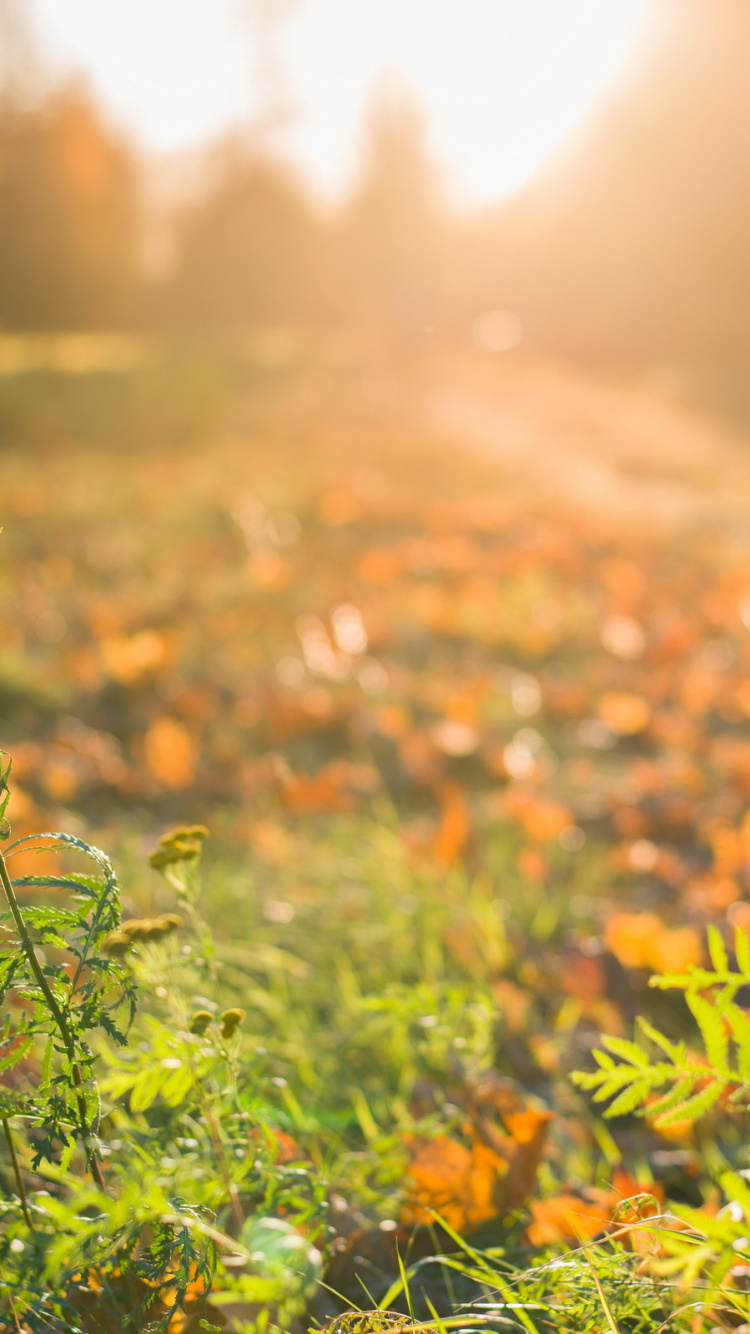 Обои природа, лист, солнечный свет, растительность, утро в разрешении 750x1334