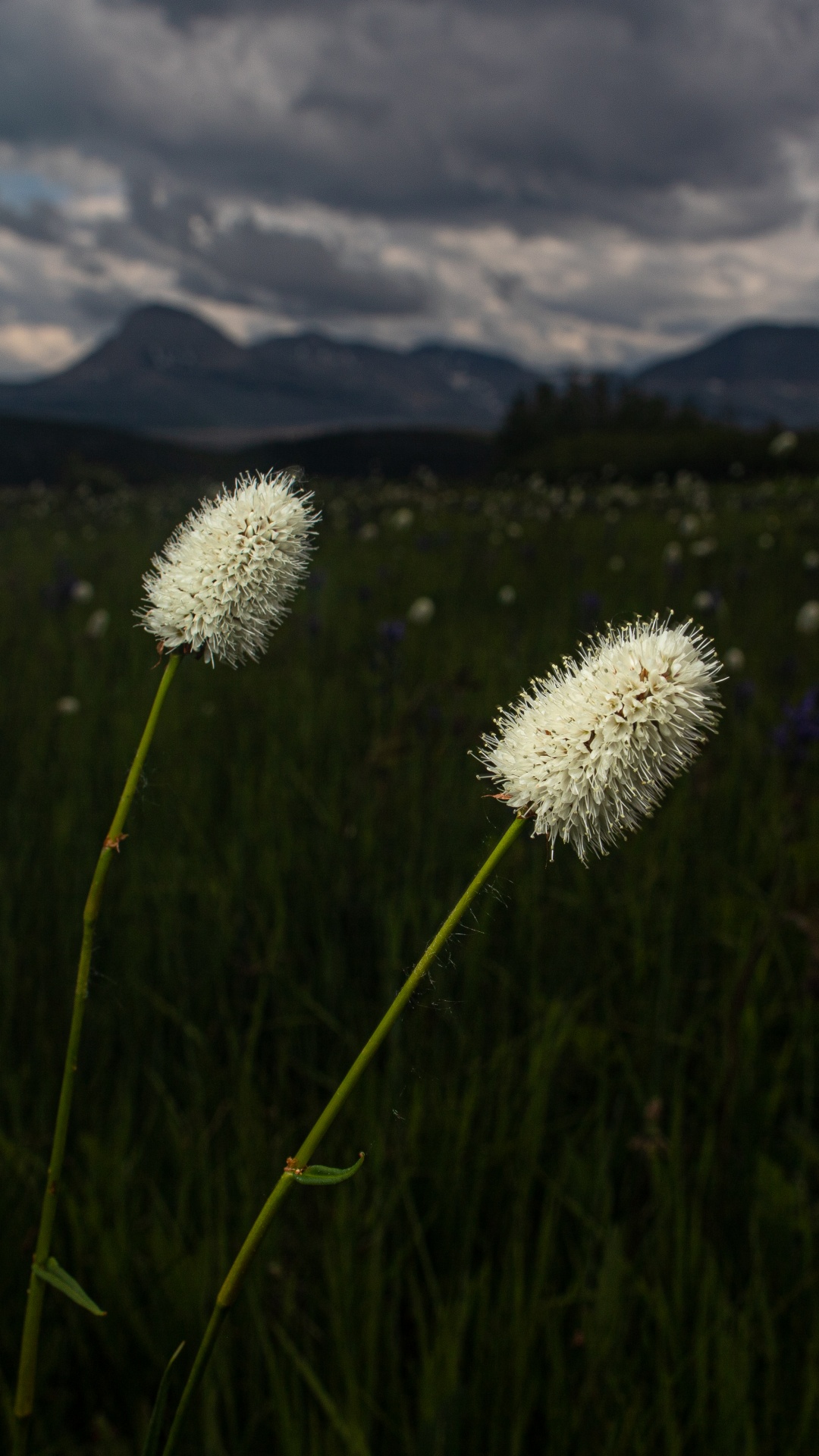 Обои природа, цветок, окружающая среда, растение, луг в разрешении 1080x1920