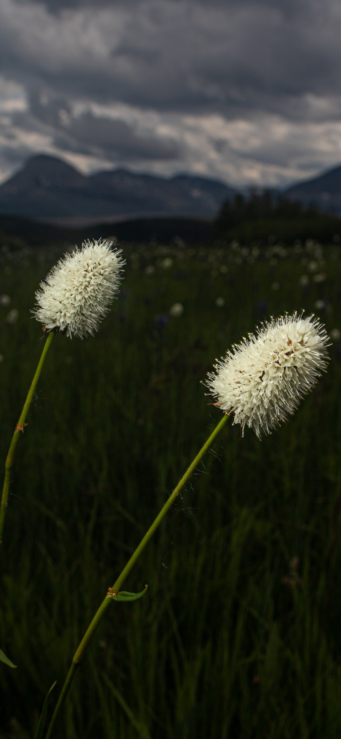 Обои природа, цветок, окружающая среда, растение, луг в разрешении 1125x2436