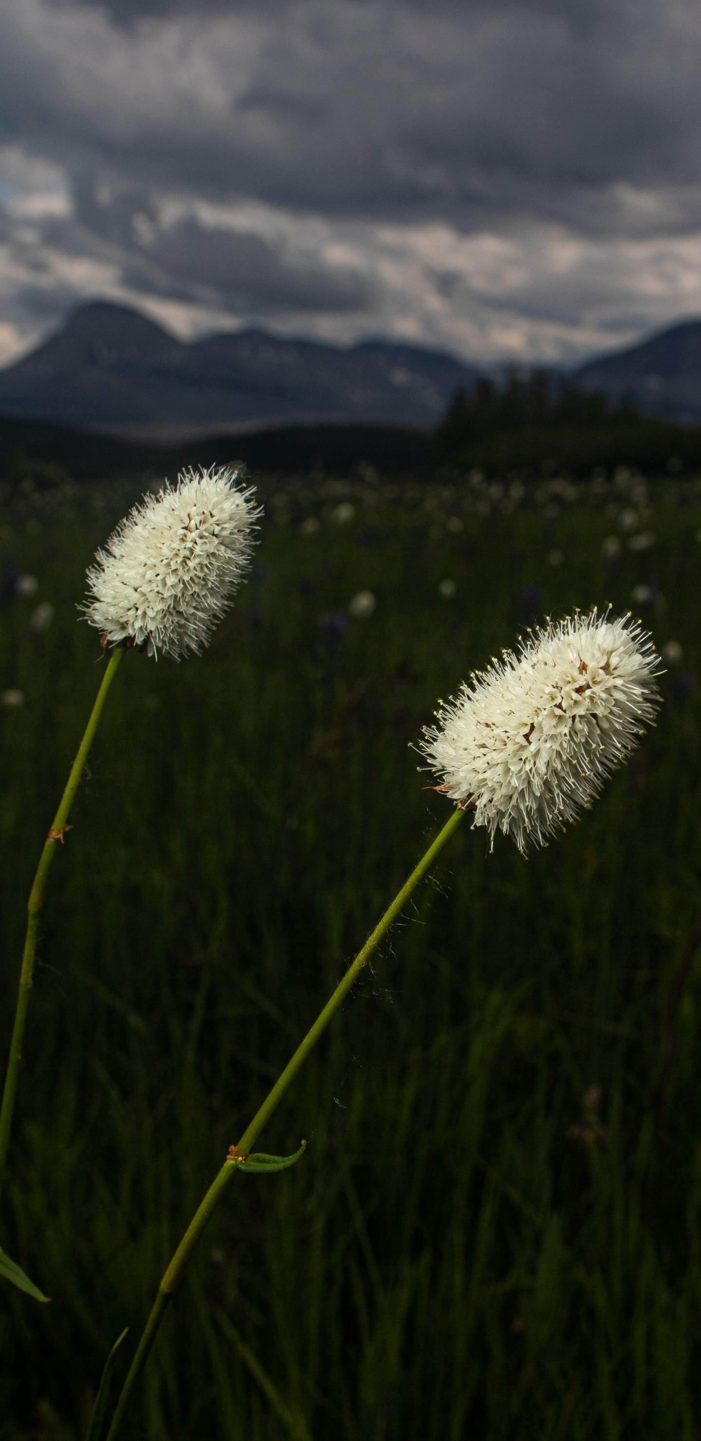 Обои природа, цветок, окружающая среда, растение, луг в разрешении 1440x2960