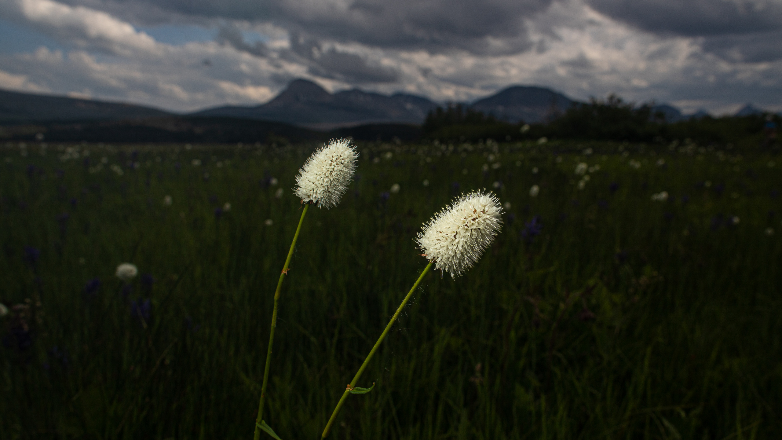 Обои природа, цветок, окружающая среда, растение, луг в разрешении 2560x1440