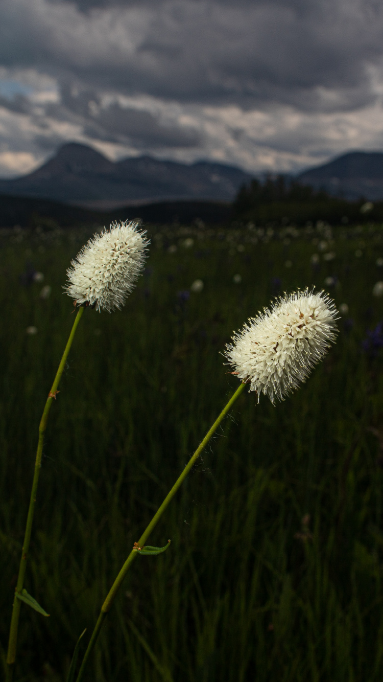 Обои природа, цветок, окружающая среда, растение, луг в разрешении 750x1334