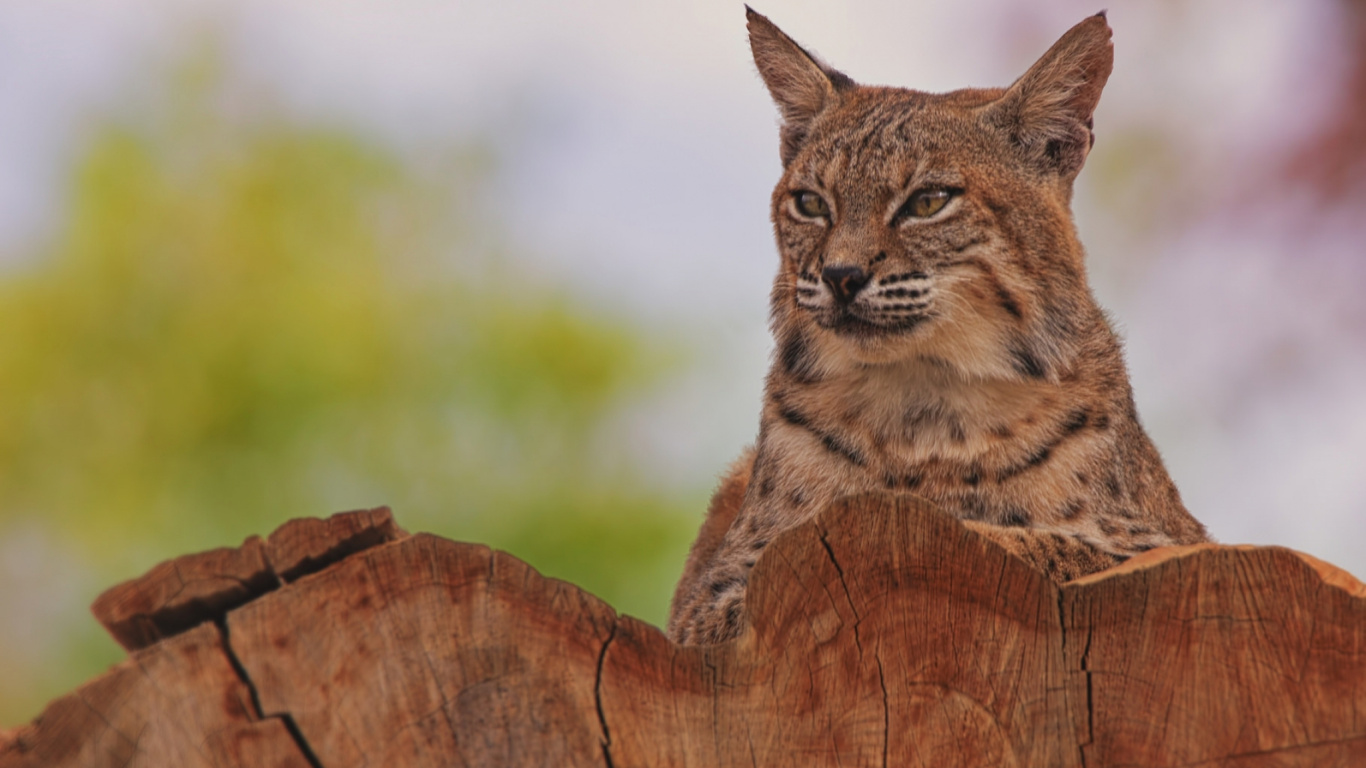 Обои Евразийская рысь, Дикая кошка, рысь, большая кошка, живая природа в разрешении 1366x768