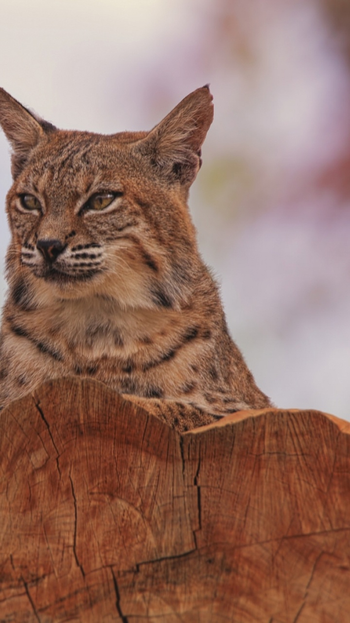 Обои Евразийская рысь, Дикая кошка, рысь, большая кошка, живая природа в разрешении 720x1280