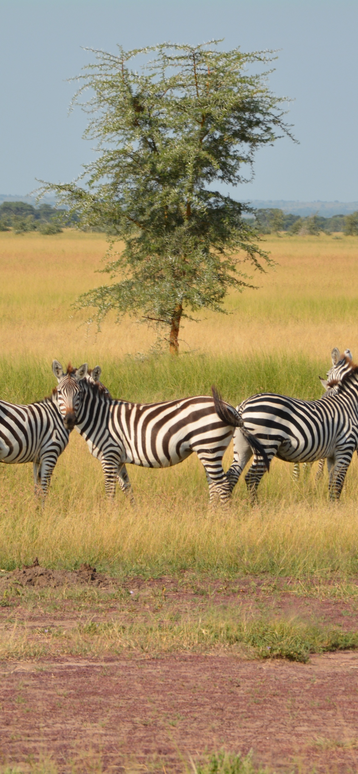 Обои национальный парк серенгети, сафари, зебра, живая природа, наземные животные в разрешении 1242x2688