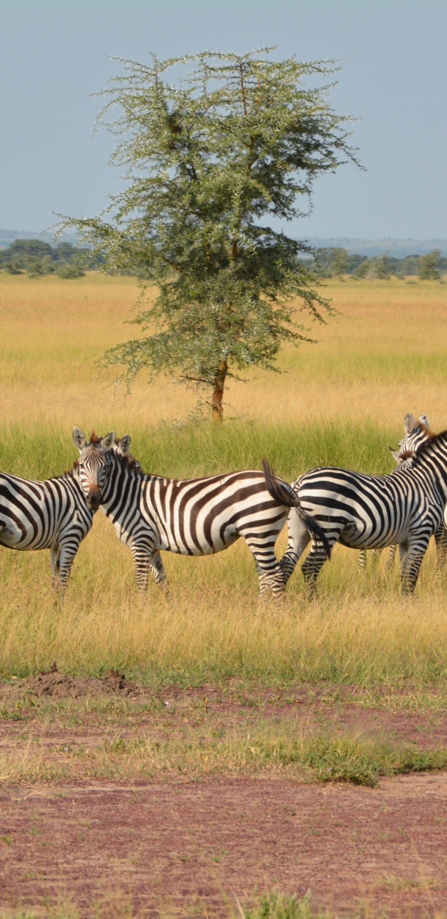 Обои национальный парк серенгети, сафари, зебра, живая природа, наземные животные в разрешении 1440x2960