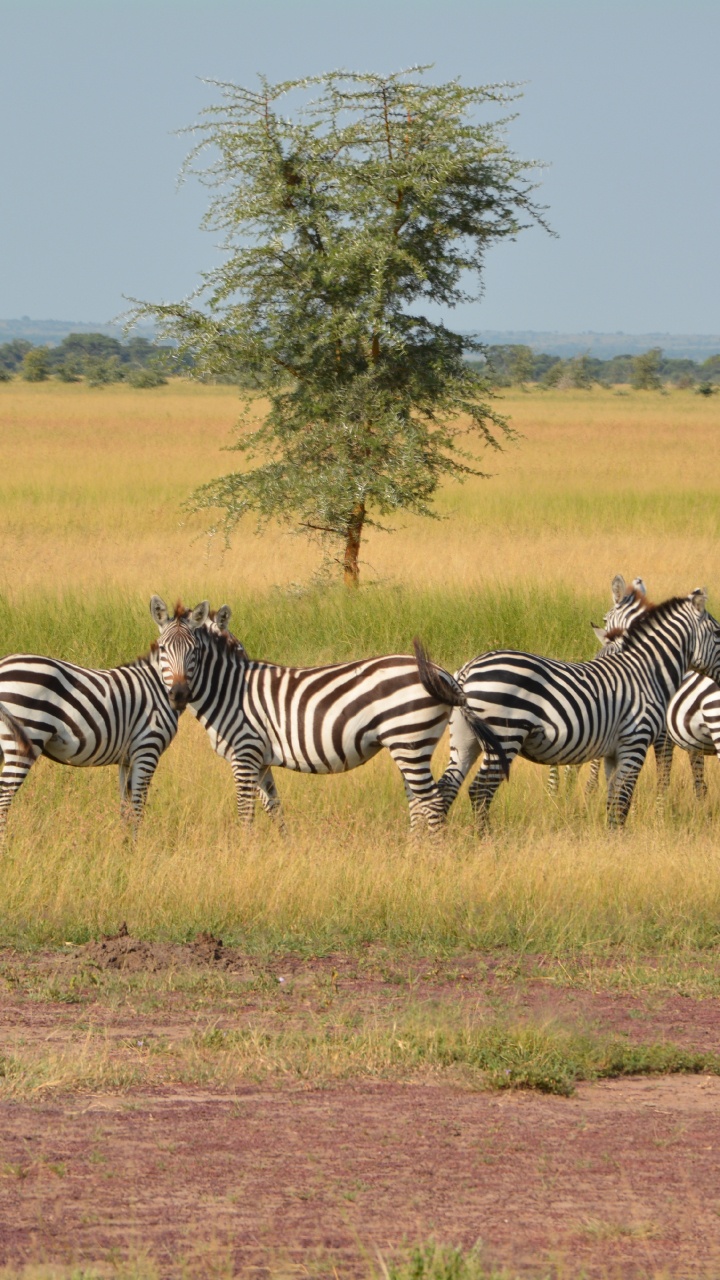 Обои национальный парк серенгети, сафари, зебра, живая природа, наземные животные в разрешении 720x1280