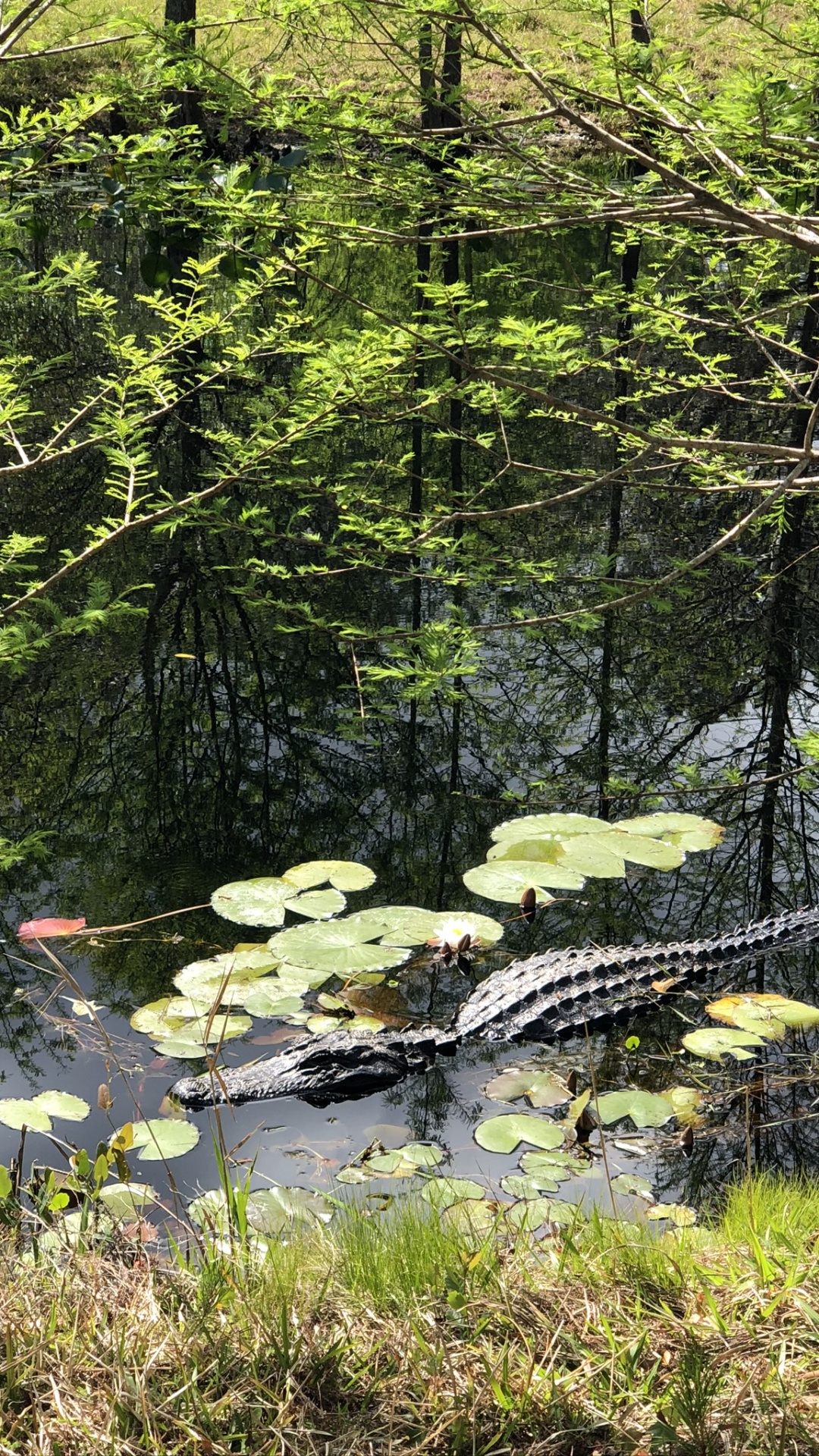 Обои природа, прибрежные зоны, наземное растение, природный заповедник, биом в разрешении 1080x1920