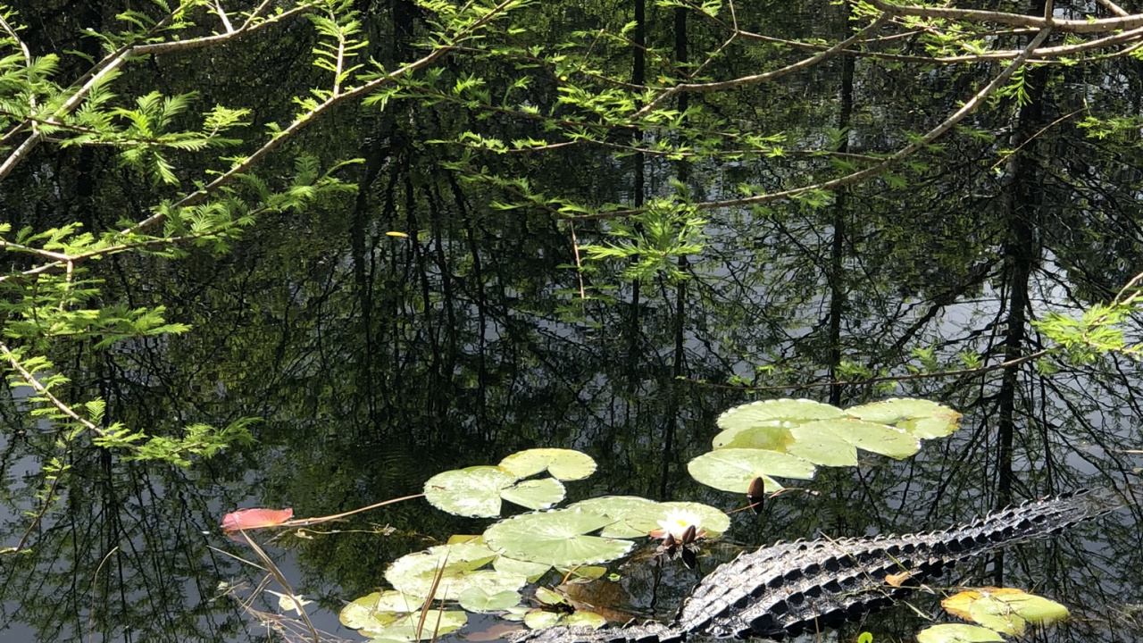 Обои природа, прибрежные зоны, наземное растение, природный заповедник, биом в разрешении 1280x720